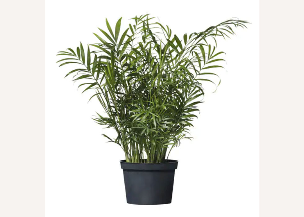 20 Best IKEA Indoor Plants | OBLIQUE NEW YORK